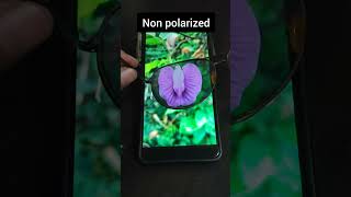 tes kacamata polaris menggunakan hp test pokarized sunglasses with cellphone [upl. by Meras63]