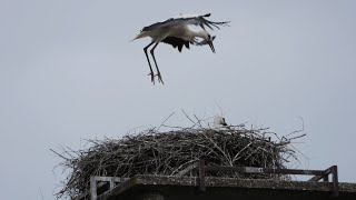 Storchennest Fridolfing 150624  Flugtraining bei Wind  Einfach nur schön [upl. by Gherardi721]