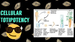 Cellular Totipotency plant biotechnology 😎 [upl. by Tessie832]