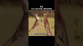 【每天一个新知识】袋鼠的另一面竟然如此恐怖？ 冷知识 科普 [upl. by Nodnyl]