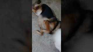 germanshepherd viralvideo ytshortsvideo shorts [upl. by Brunhilda]