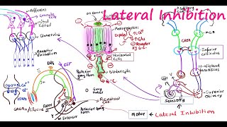 Lateral Inhibition in nervous system [upl. by Londoner]