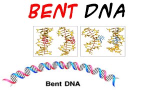 DNA structure  Bent DNA [upl. by Kcirdde]