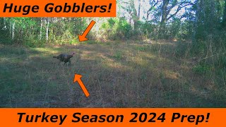 Preparing For The 2024 Turkey Season HUGE GOBBLERS On Camera Spring Turkey Hunting [upl. by Atinuhs639]