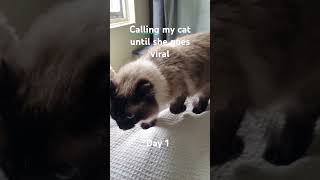 Calling my cat with a witless until she goes viral 1 viralvideo viralshorts viral [upl. by Assiluy]