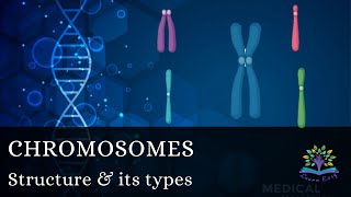 Chromosome structure Telocentric Acrocentric  Metacentric  Submetacentric  Haploid  Diploid [upl. by Delmar]