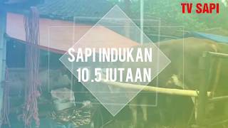 Indukan 10 Jutaan di pasar Kalisat Jember Jatim Sesi 9 [upl. by Balthazar]