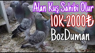 Alan Kuş Sahibi Olur [upl. by Ennaehr]