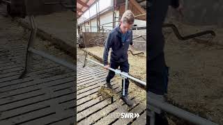 POV Du hast dein Handy im Stall dabei 🐮🐄📱 landwirtschaft bauernhof [upl. by Echo720]