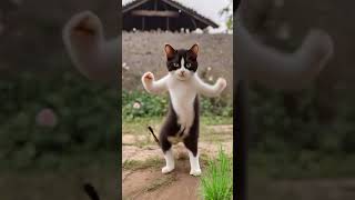 Cat naya funnyvideos meo cute dance Kittenbk5652 [upl. by Amuwkuhc]