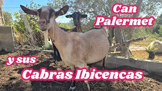 Visitamos las Cabras Ibicencas de can Palermet [upl. by Finzer]