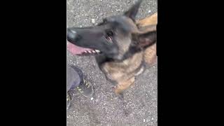 Belgian shepherd Malinois Astra [upl. by Maillil]