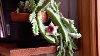 Huernia zebrina in bloom January 2024 [upl. by Pritchett]