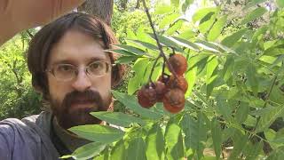 Learn all about Soapberry Trees [upl. by Onailerua783]