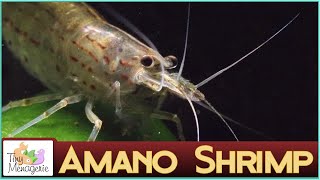 All About Amano Shrimp [upl. by Aynatahs]