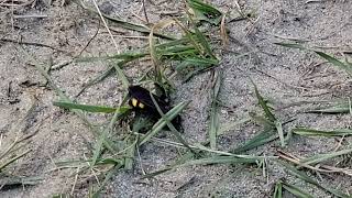 Grub parasitizing wasp [upl. by Chisholm]