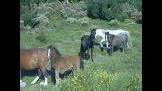 Cavalos selvagens no PN Peneda Gerês [upl. by Bohi620]