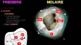 anatomie endodontique [upl. by Ode546]