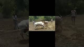 Trial fight 🔥 bhiwandibullfight bhiwandibullfightofficial [upl. by Oibaf695]