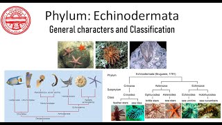 Phylum Echinodermata General characters and Classification [upl. by Akinak]