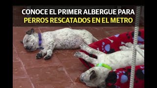 Conoce el primer albergue para perros rescatados en el Metro [upl. by Rojas]