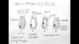 STAGES OF PLASMOLYSIS DIAGRAM FOR CLASS 11 BIOLOGY [upl. by Lynnelle718]