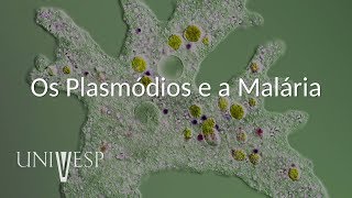 Parasitologia  Aula 04  Os Plasmódios e a Malária [upl. by Hamrah]