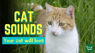 Cat and Kitten Meowing Sounds  Sounds that attract cats and make kittens come to you [upl. by Adahs]