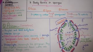 Ascon body form in sponges [upl. by Martineau372]