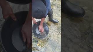 Panning creviced material for gold goldmining goldprospecting gold [upl. by Senga]