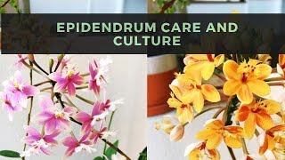 Epidendrum Orchids  Care amp Culture [upl. by Georgeanna]