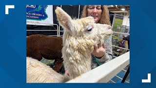 Day 5 of Pennsylvania Farm Show Alpacas and agriculture [upl. by Vasos581]