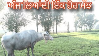 ਅੱਜ ਲਿਆਂਦੀ ਇੱਕ ਹੋਰ ਮੱਝ 🐄🐄 [upl. by Dupaix369]