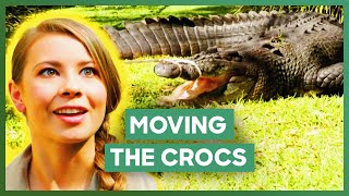 Australia Zoo Move A Cranky Crocodile Couple To A New Enclosure  Crikey Its The Irwins [upl. by Kezer]