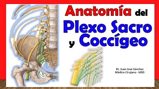 Plexo Braquial  Anatomía [upl. by Ymot124]