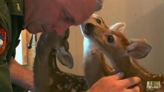 Oh Deer A Second Chance for Three Fawns  North Woods Law [upl. by Pickett]