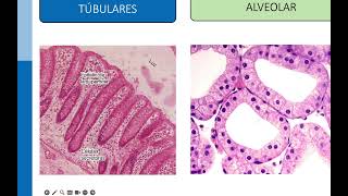 Epitelio Glandular Histología 2024 [upl. by Kcoj440]