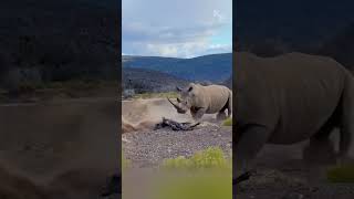 Unfazed Giant How a Rhino Escaped the Lions’ Attack [upl. by Nuawad]