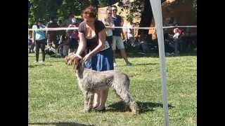 Košice 2013 CACIB Dog Show Spinone Italiano Stannamore CONTESSA LISA ALICIA [upl. by Giulia]