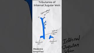 Internal Jugular Vein Tributaries  Tributaries of Internal Jugular Vein  Internal Jugular Vein [upl. by Etnohs294]