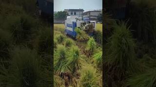 large Rice Harvester For Biger Land satisfying shorts china funny kisan cropmanagement [upl. by Neibaf143]