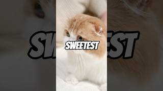 Irresistibly Cute The Sweetest Cat Breeds That Will Melt Your Heart 😽😻🐈😻😽 [upl. by Wickner]