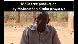 12 Melia tree production by MrJonathan Kituku Kenya [upl. by Sieracki]