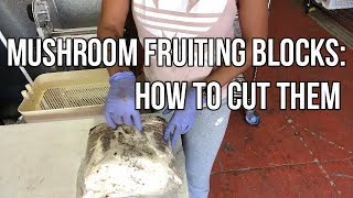 How To Cut Mushroom Bags [upl. by Ientirb316]