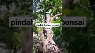 pindah groun baham bonsai iprik bonsai [upl. by Deering]