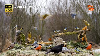 Birds at natural feeder  4K HDR  CATs tv [upl. by Napra]