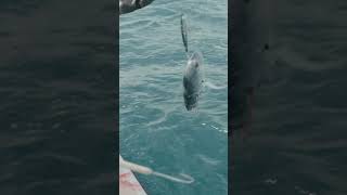 Shark Carnage off the coast of Australia fishingaustralia fish shark americaninaustralia [upl. by Einavoj]