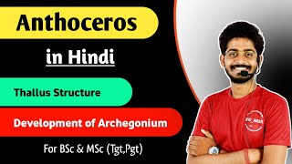 Anthoceros thallus Structure  Development of Archegonium in Anthoceros in Hindi  By Bioaman 04 [upl. by Meng]