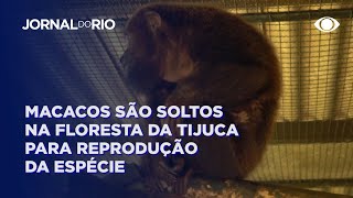 Macacos são soltos na Floresta da Tijuca para reprodução [upl. by Palumbo238]