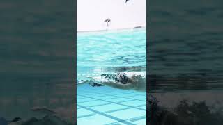 Freestyle Swimming Technique Progression Drills [upl. by Ronel941]